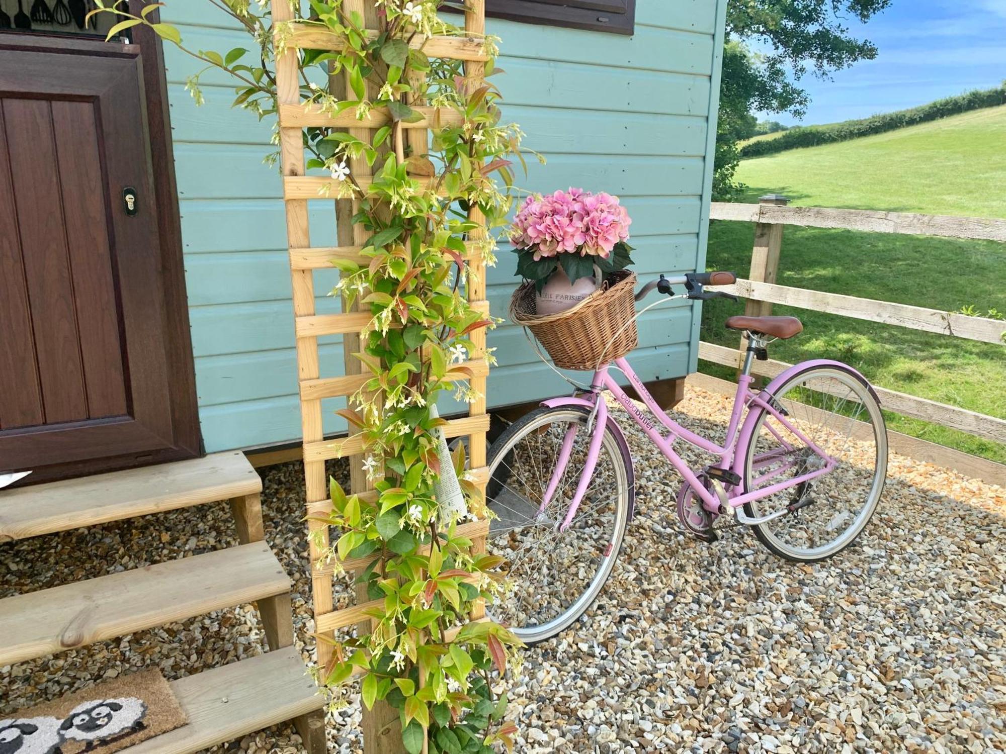 Little Bo Peep * Barnstaple